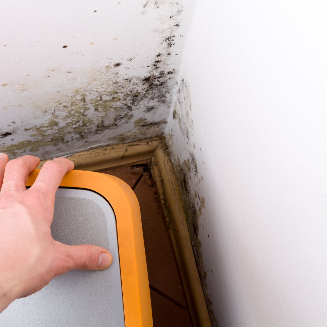 Say Goodbye to Mould: The Ultimate 2025 Guide for a Fresh, Healthy Hom ...