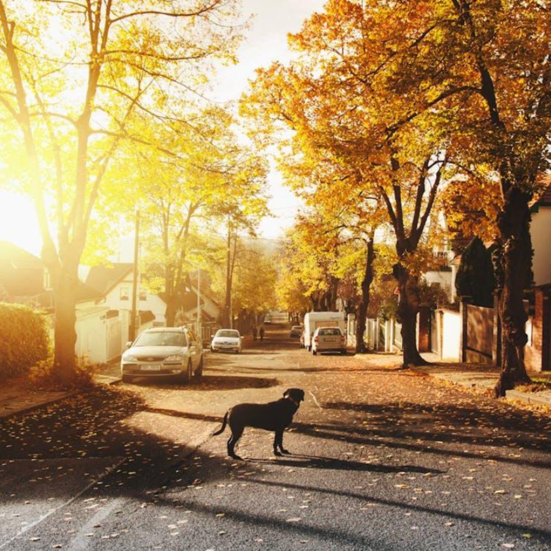 Moving to the Suburbs