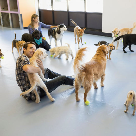 Multi-Dog Daycare