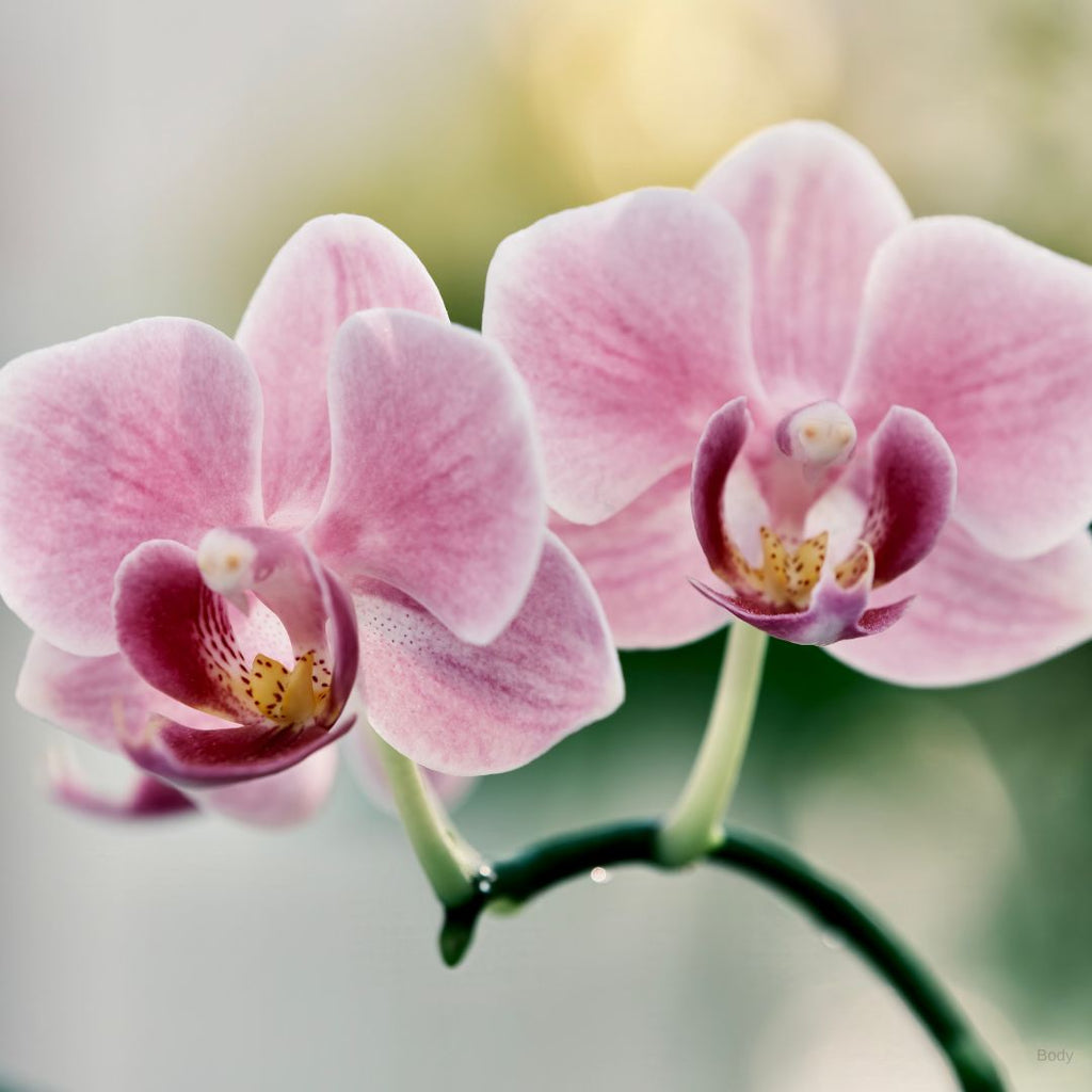 Orchid Leis