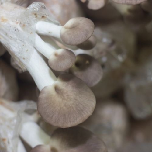 Here is your guide to Organic mushroom vs conventional mushrooms