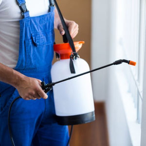 Effective Pest Control Solutions in Maryland: Your Local Experts