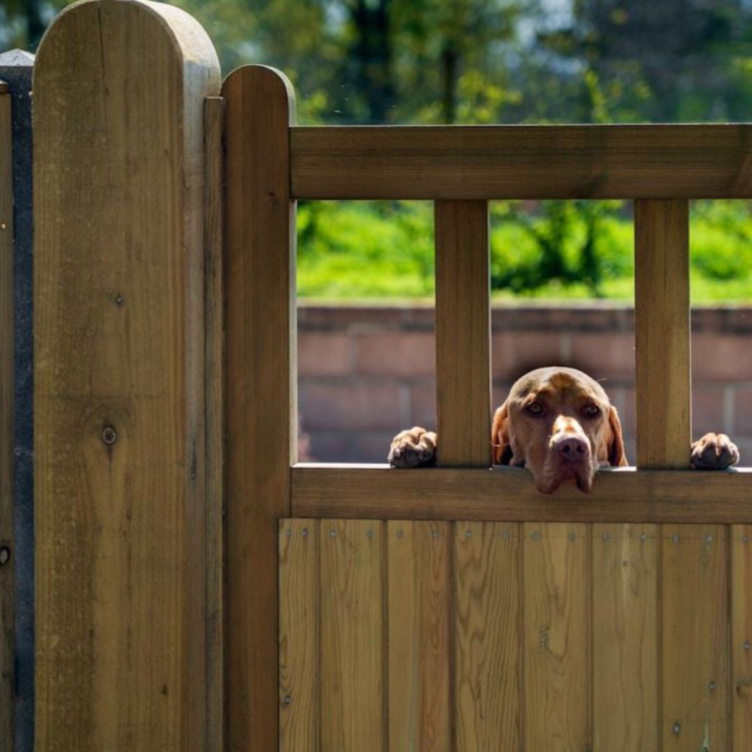 Pet Containment