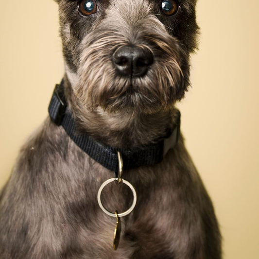 Crucial Factors to Consider When Picking a Pet ID Tag