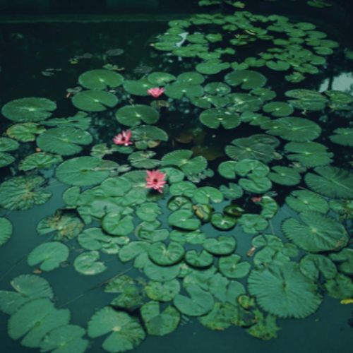 Pond Filter Media 