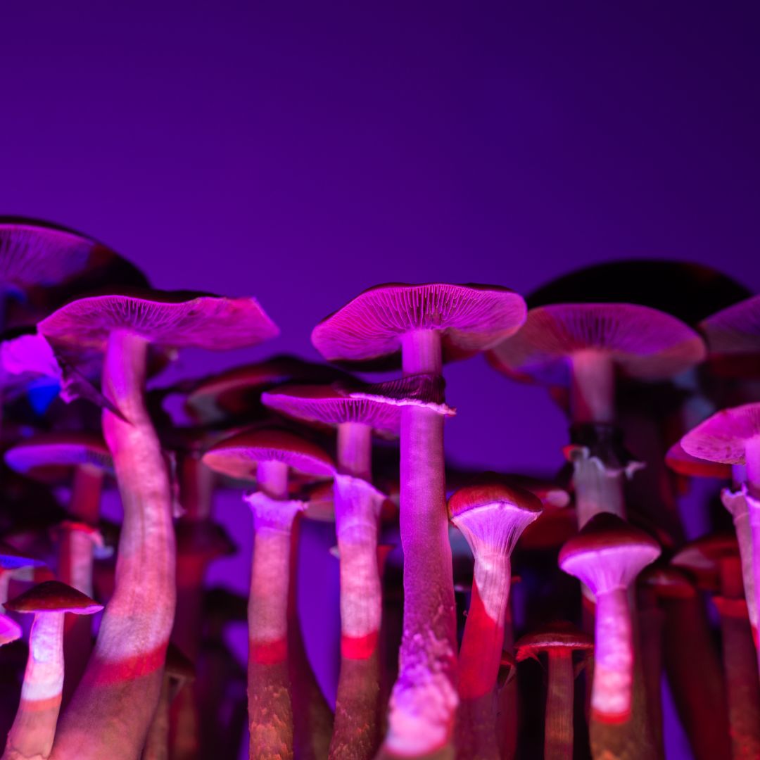 Psilocybin Mushroom