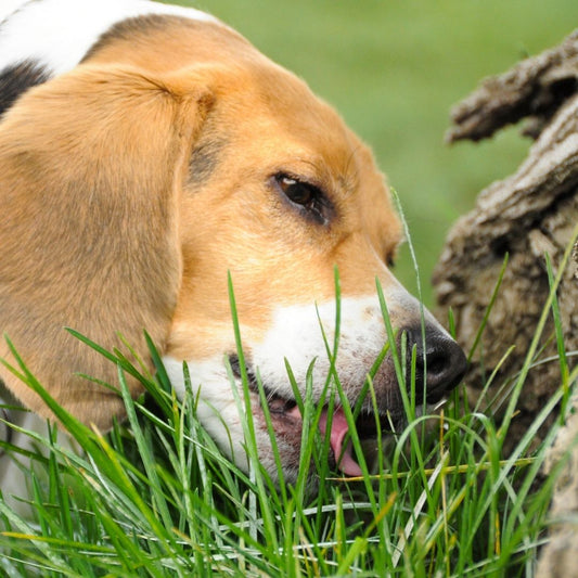 Reasons Why Dogs Eat Grass And How To Stop Them