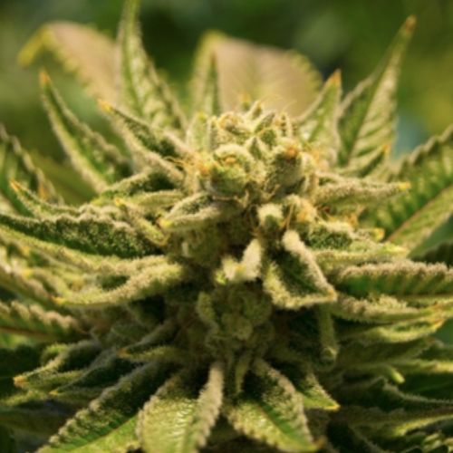 Regular Kratom user? 5 Reasons to buy it online today.