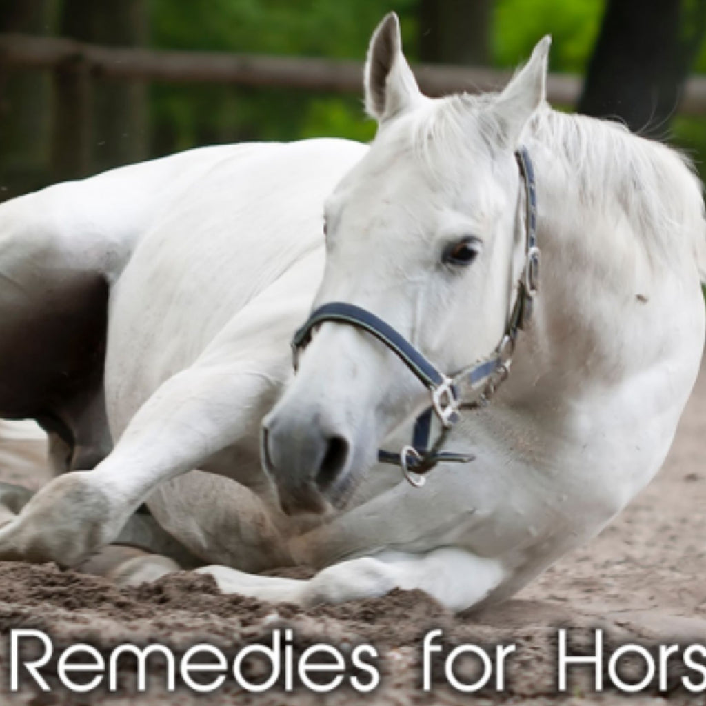 Remedies for Horses