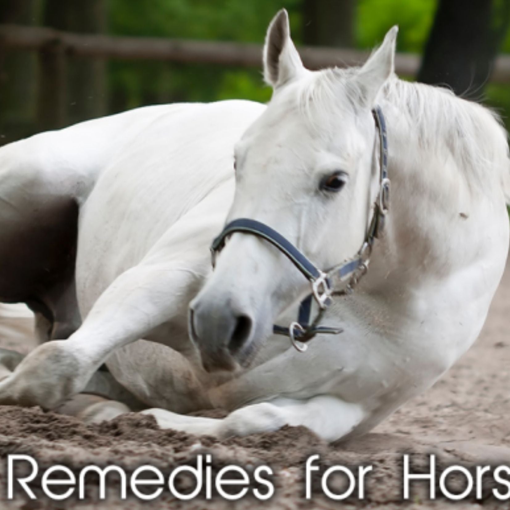 How To Find The Right Home Remedies for Horses