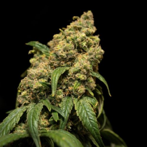 Tastiest Cannabis Strains