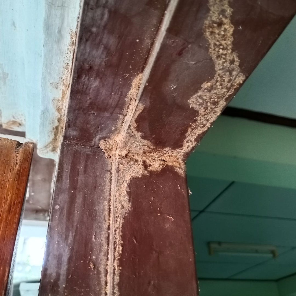 Do Termites Eat All Kinds of Wood?