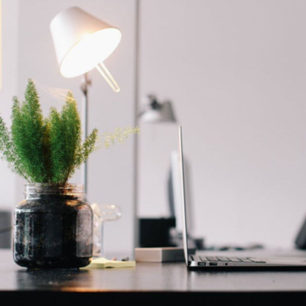 The Top Health Benefits of Keeping Indoor Plants
