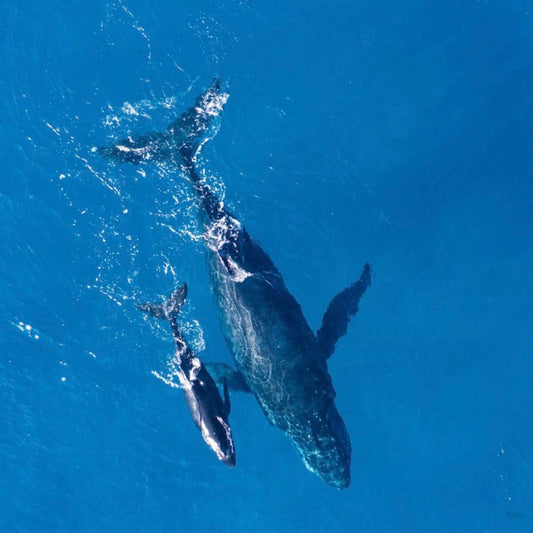 Whale Watching