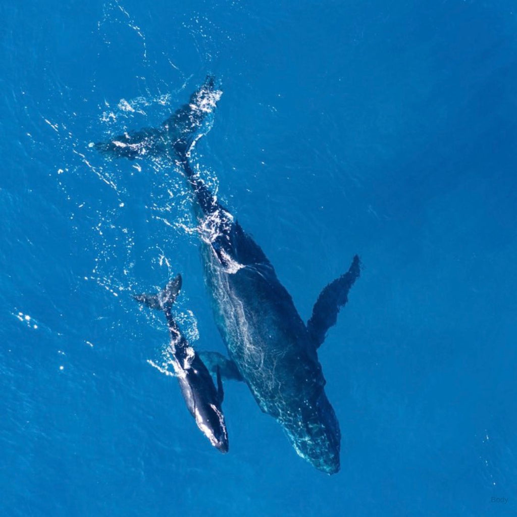 Whale Watching