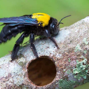 What Are Carpenter Bees and How do you Deal with them in your Garden?