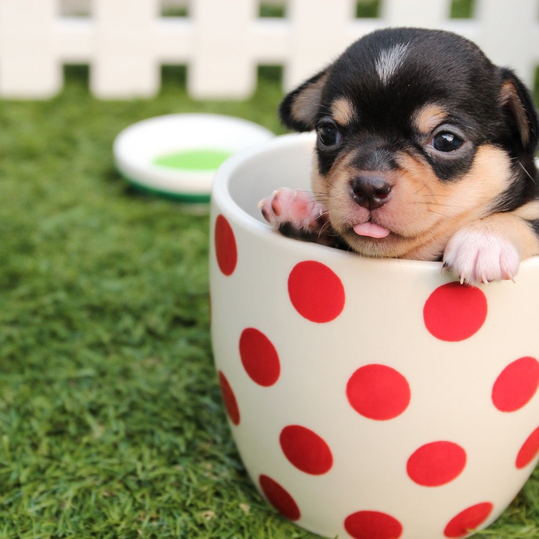 When Can Puppies Eat Dry Dog Food?