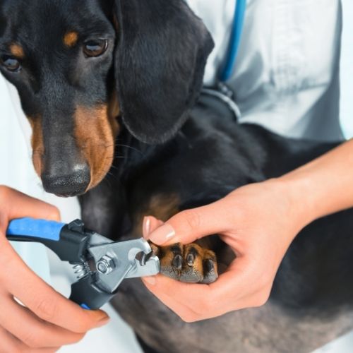 Ways to Get Rid of Overgrown Dog Nails
