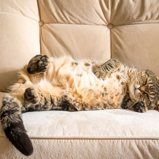 Best Cats for Families