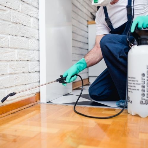 Things to Consider When Hiring a Pest Control Company