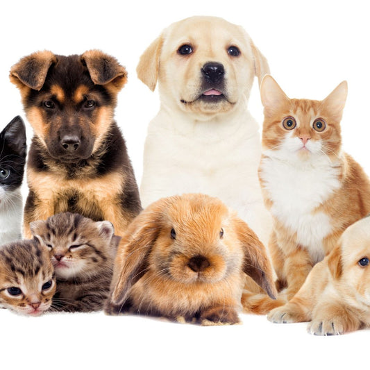 Pet CPR Training