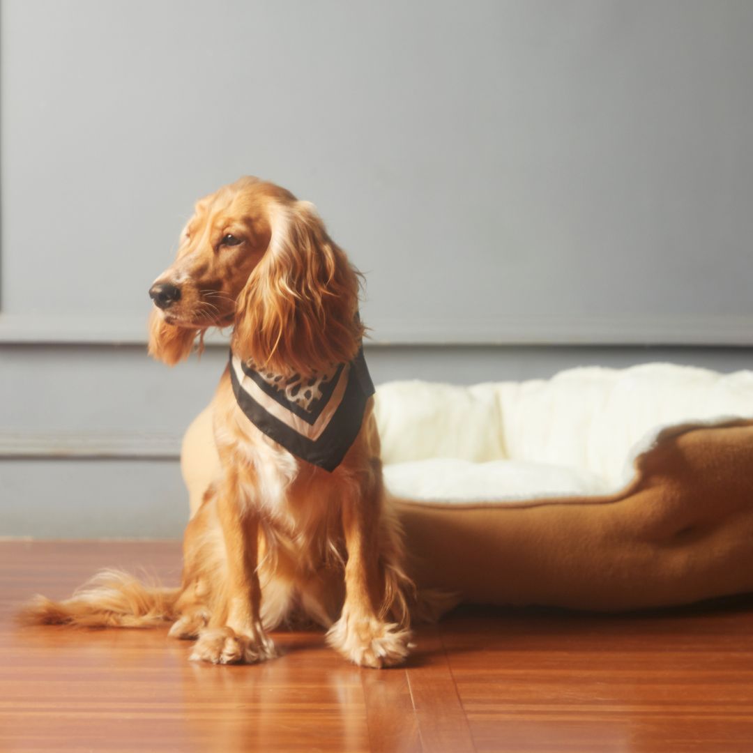 CBD for Dogs