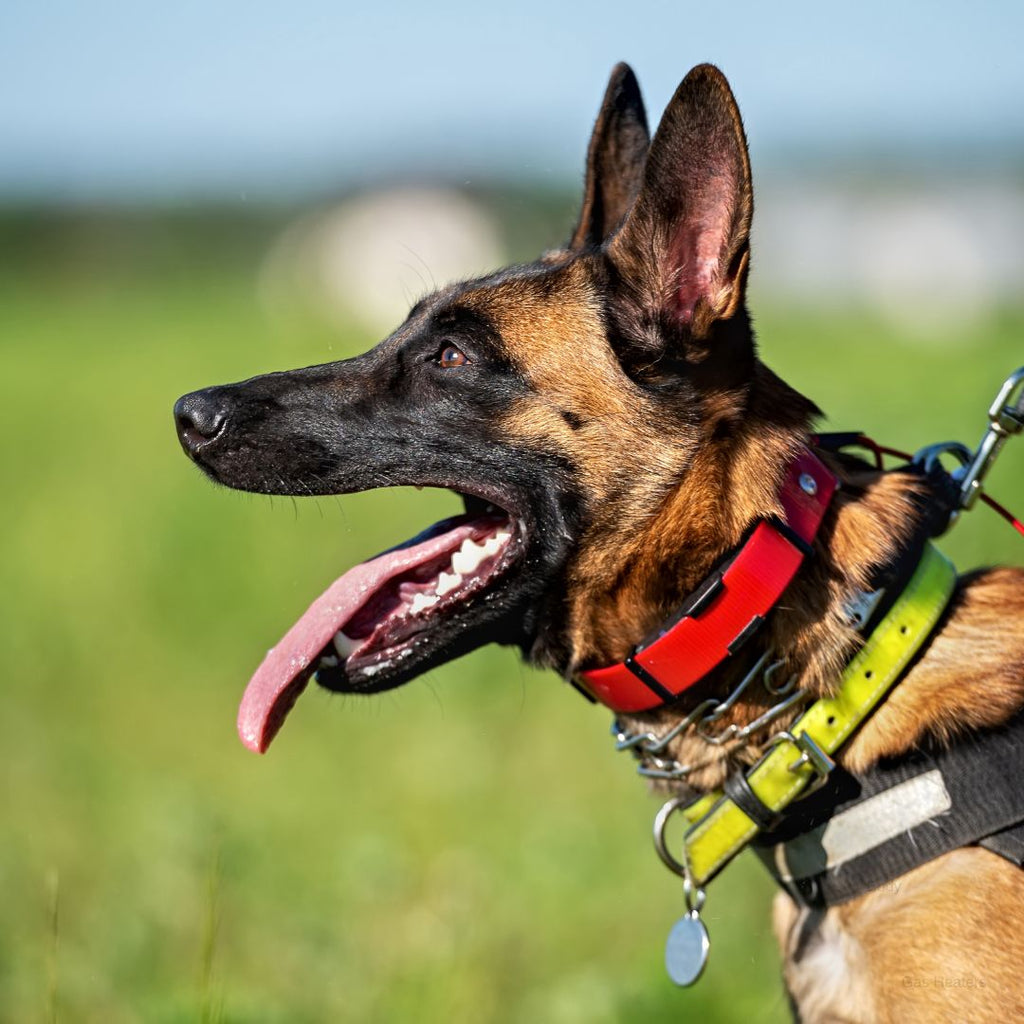 Canine Shock Collar Myths and Facts Every Pet Owner Should Know