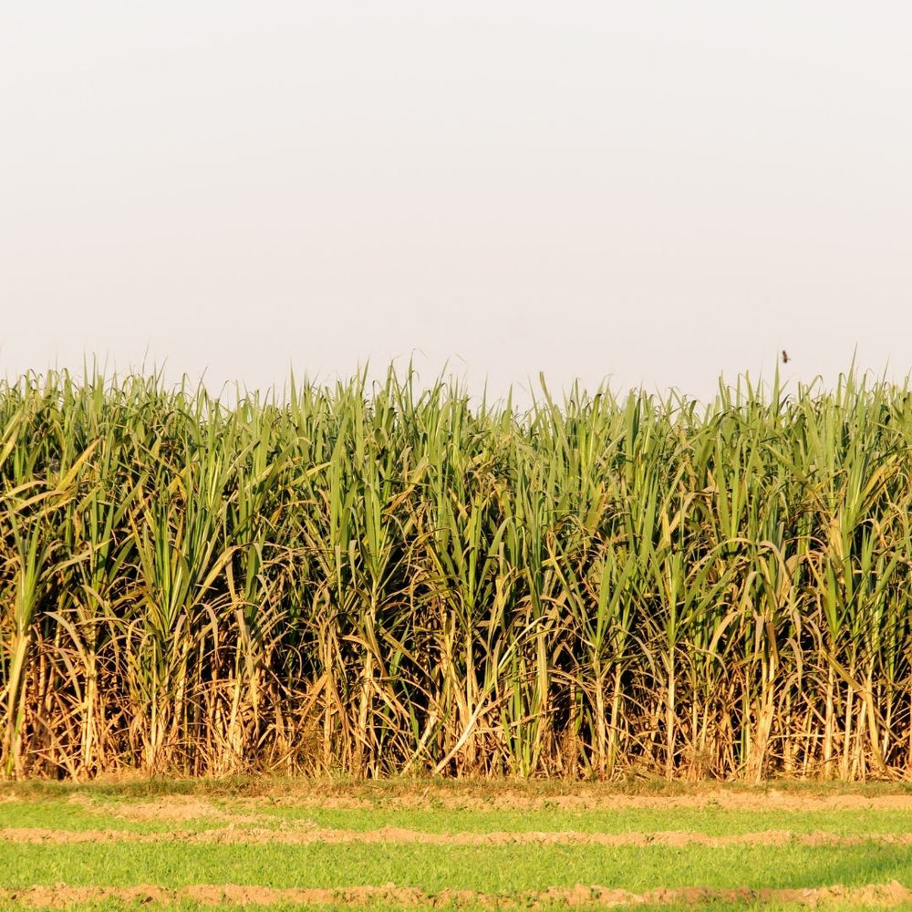 Most Profitable Plants and Crops to Grow in India